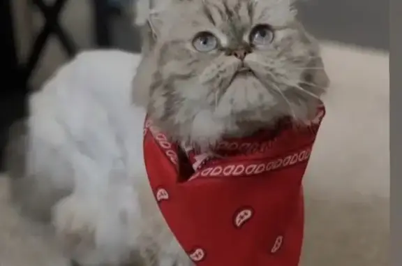 Lost cat, Flower Mound Lane, 1698, Cocoa West - female Persian with blue eyes - photo