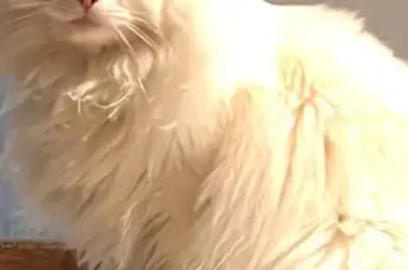 Lost pets Berea, photo: Lost cat, Rockdale Avenue, 128, Berea - white, fluffy, shy