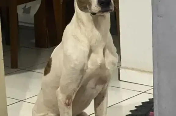Branco com manchas pretas, desapareceu em um sitio em mirassol na rodovia que vai para ruilandia