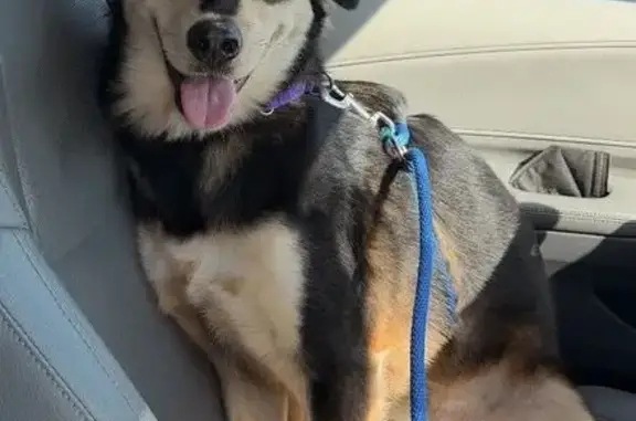 Lost dog, North Indian Creek Parkway, 8435, Fox Point - male, purple collar, blue leash - photo