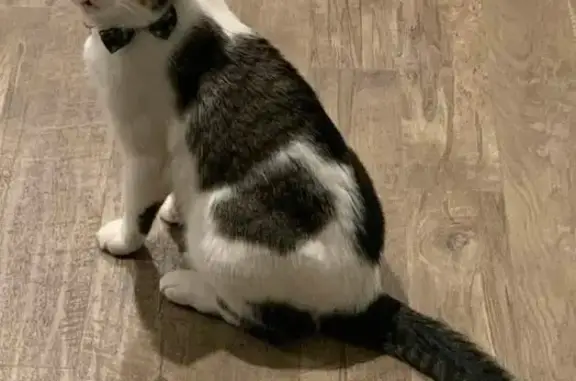 Lost cat, Apricot Drive, 22, Ward, Arlington — little chubby, blue green bow tie - photo