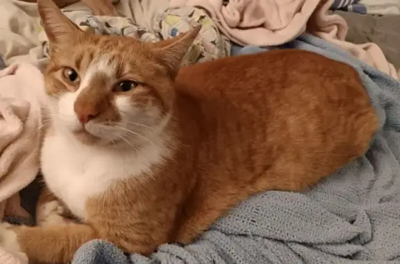 Missing cat Indianapolis, photo: Lost cat, Lawrence Avenue, Indianapolis - friendly orange and white male