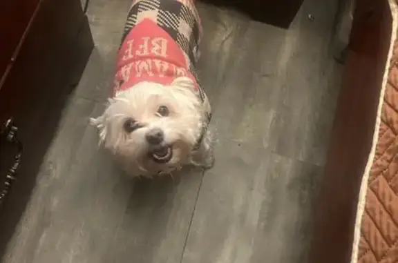Lost dog, Warrensville Heights, Ohio, Arlington - female, small white Maltese poodle - photo