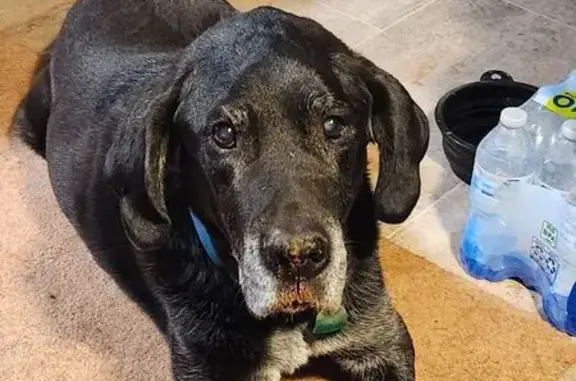 Lost dog, Caravan Ln & S 18100 W, Salt Lake City — very friendly male black lab mix - photo