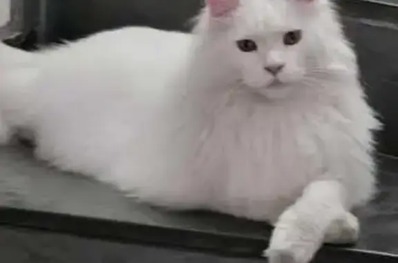 Perdido gato macho, Rua Doutor Paulo Duarte, São Paulo — Maine Coon branco, deficiência auditiva - photo