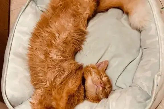 Lost cat, Garfield Avenue, 1018, Overland Park - male, orange fluffy and very friendly - photo