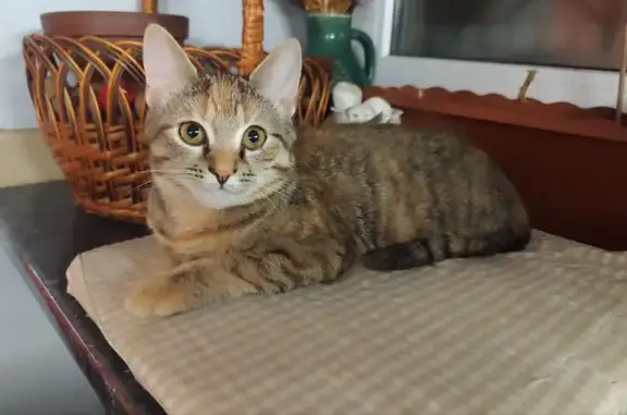 Зникла кішка, Джерельна вулиця, 1, Львів — без ошийника, домашня, рижувата, чорно-біло-сіра - photo