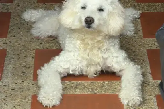 Lost and found pets Singapore, photo: Lost dog, Jalan Sukachita, Hougang, Singapore - female Labradoodle, 12 years old