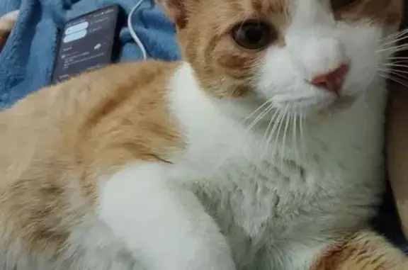 Perdido gato macho, Rua Nicolau de Léo, São Paulo — laranja e branco - photo