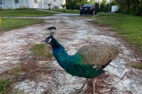 Lost bird, The Acreage, Florida — India Blue, no long tail - photo