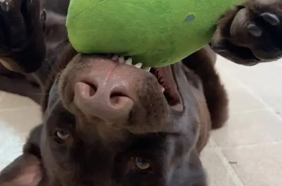 Lost dog, Wilhite Road, 1678, Wilhites, Eva — neutered chocolate lab - photo