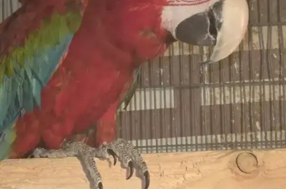 Lost bird, Rose Tiara Drive, 5863, Enterprise, Enterprise — female, mainly red - photo