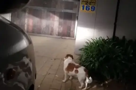 Found dog, President Boshoff R...