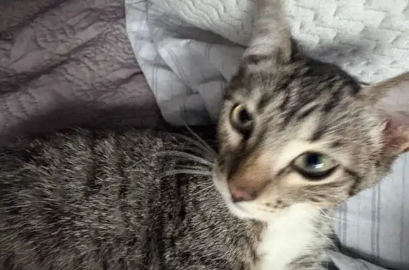 Perdido gato hembra, Vicente Lombardo Toledano, Culiacan - ojos verdes rayados - photo