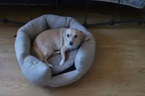 Lost dog, Berne Street, 7311, Rosemead, Rocklin — neutered, curled tail - photo