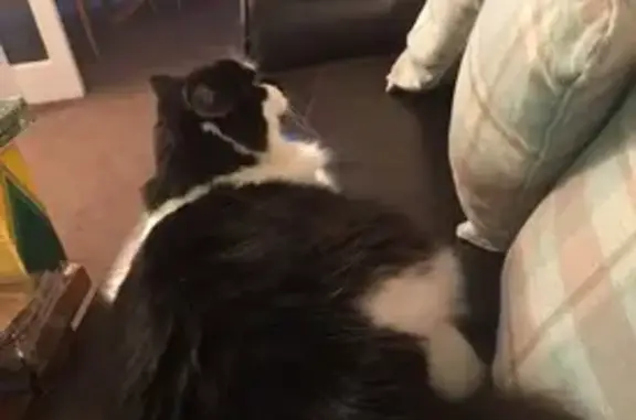 Lost cat, Lowton Road, 9, Sale - black and white, very fluffy - photo