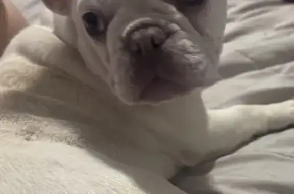 Lost dog - white cream color Frenchie with a small tail, South Alma Avenue, 949, Los Angeles - photo
