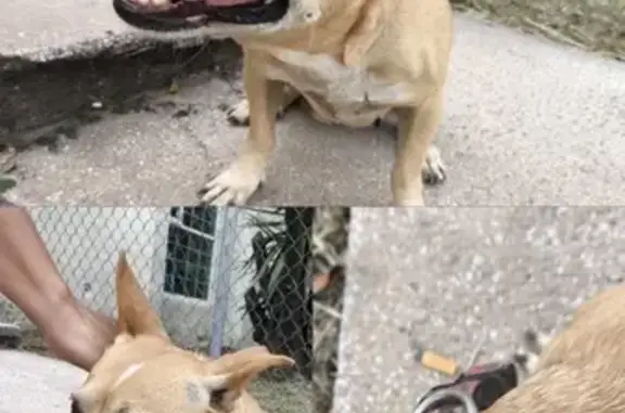 Encontrado perro hembra, Calle...