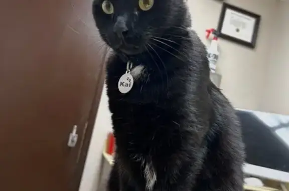 Lost cat, Sherwood Avenue, 1066, San Jose - male, black collar with yellow cheese and mouse icons - photo