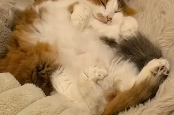 Lost cat, Sydney - calico, very fluffy, pink collar with a bell - photo
