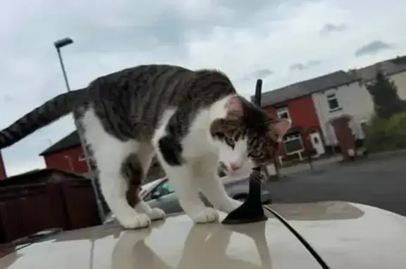 Lost cat, Chorley New Road, 120, Horwich — grey and white tabby - photo