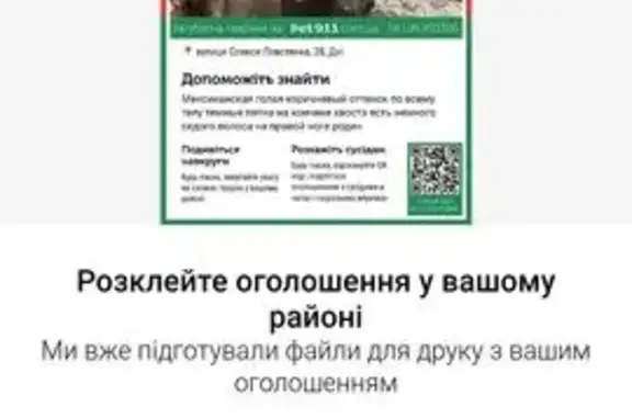 Зникла собака, вулиця Олекси Повстенка, 34, Дніпро — мексиканська гола, темно-коричневий окрас - photo