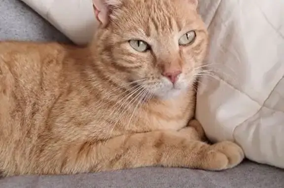 Encontrado gato, Lugar Pago Carlaja, 1828, Vélez-Malaga — cariñosa y con microchip - photo