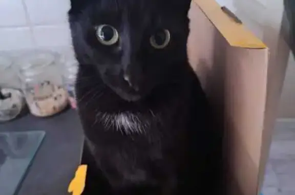 Missing cat Cape Town, photo: Lost cat, General Chris Muller Crescent, 67, Cape Town — black female, around 4 years old