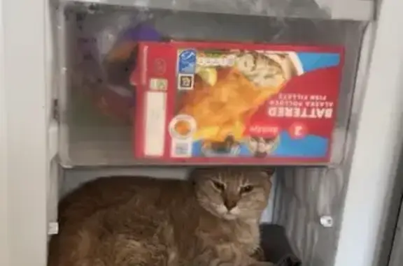 Lost cat, Honeysuckle Road, 191, Southampton - defensive cat - photo