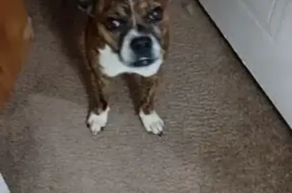 Found dog East Bernstadt, photo: Found dog, Kentucky 490, 3512, East Bernstadt