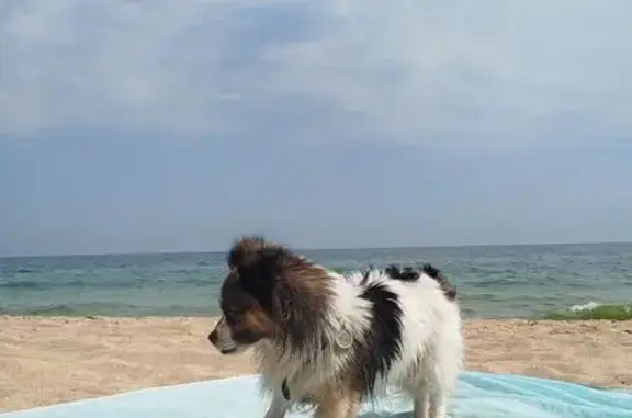 Зникла собака, 2 лінія, Молодіжне, Молодіжне — маленька, з брілоком з QR-кодом - photo