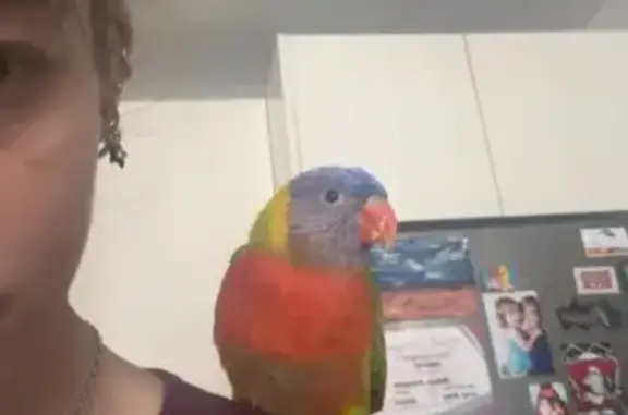 Lost bird, Jackson Drive, 8, Mascot - talkative rainbow lorikeet - photo