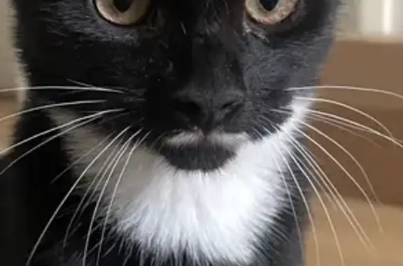 Found cat Highgate, photo: Found cat, Makepeace Avenue, Highgate — female kitten with white chest and no collar