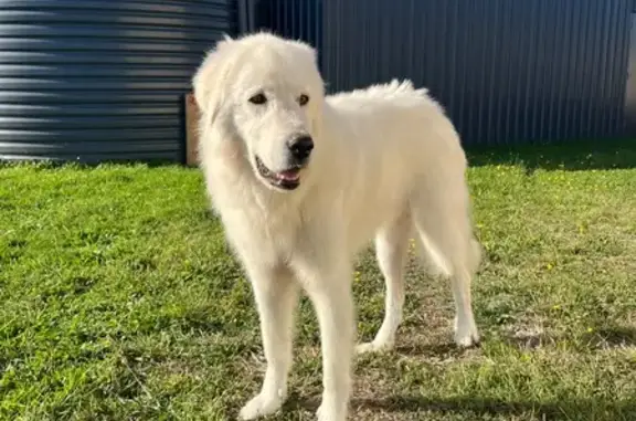 Missing dog Melbourne, photo: Lost dog, Mckanes Road, South Gippsland, Melbourne - large, brown eyes