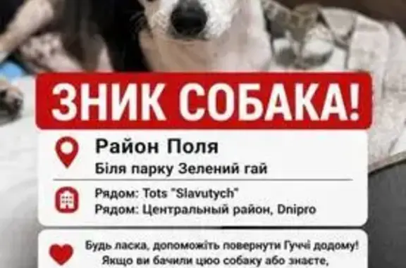 Зникла собака, проспект Олександра Поля, 131, Дніпро - photo
