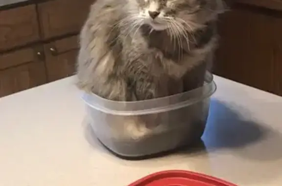 Missing cat Sterling Heights, photo: Lost cat, Montecristo Drive, 35460, Sterling Heights - female, elderly, blind in left eye