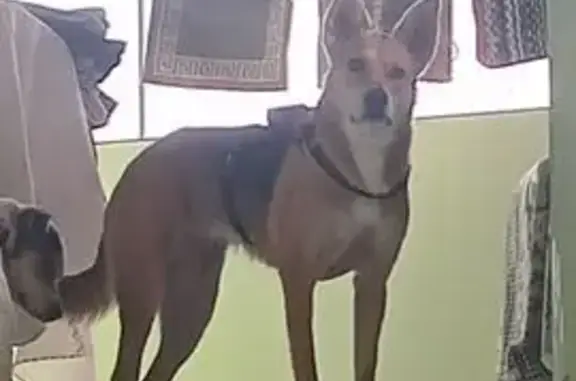 Encontrado cachorro fêmea em T...