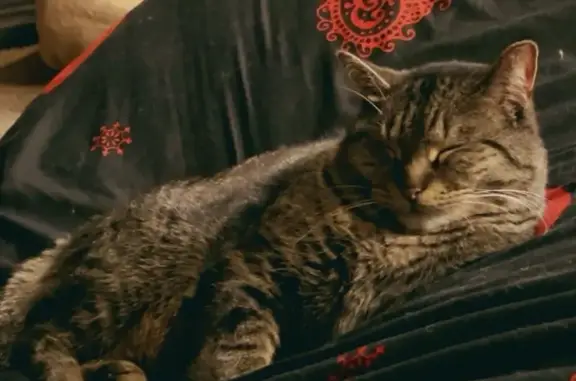 Lost cat, North Jay Street, Griffith - tripod tabby - photo