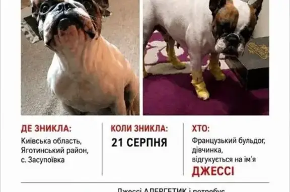 Зникла собака, Садова вулиця, Засупоївка — дівчинка французький бульдог Джесіка - photo