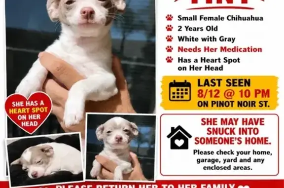 Lost dog, Marsala Street, 1139, Los Banos - female, small white with gray and a heart on her head - photo
