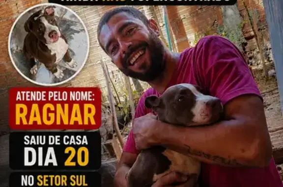 Perdido cachorro macho, St. Sul, Planaltina - GO, Brasil - filhote com uma orelhinha para frente - photo