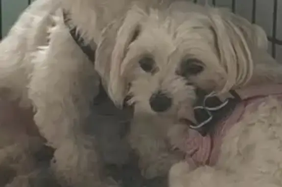 Lost dog, Southeast Lansdowne Avenue, 705, Port St. Lucie — female, microchipped - photo