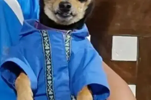 Búsqueda de mascotas, foto: Perdido perro macho, Av. Dr. J. Jiménez Cantú, Cuautitlán Izcalli - chihuahua negro con café y guayabera azul