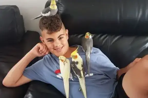 Lost bird, Riverwood Drive, Casey City, Melbourne - two bonded cockatiel pairs - photo
