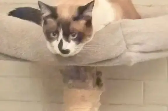 Perdido gato hembra en Alfredo R. Plascencia, 828, Guadalajara, Zapopan — ojos azules, muy tímida - photo