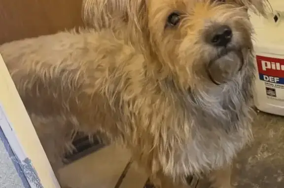 Medium sized Brown dog, Scruffy with White coat around belly and neck, Around 30 lbs. I let him out to potty, I looked away for a second and he disappeared.