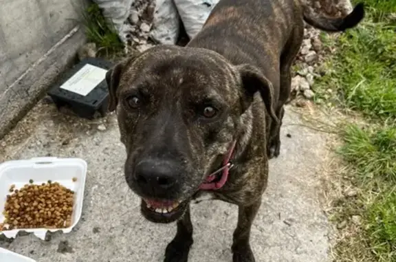Búsqueda de mascotas, foto: Encontrado perro hembra, Ciudad de México, Iztacalco - atigrada y con collar rosa