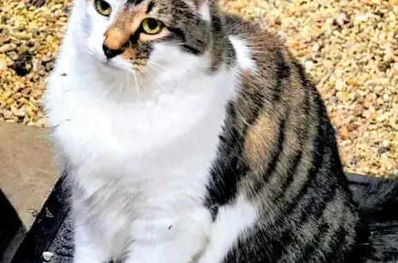 Lost cat, Cuthbert Drive, 50, Shellharbour City Council, Chatswood — male, 6kg, gentle - photo