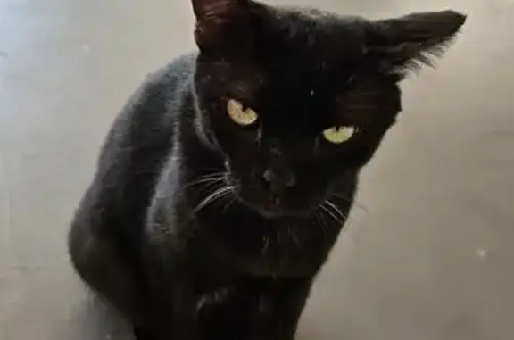 Missing cat Hougang, photo: Lost cat, Bedok Reservoir View, 770, Singapore, Hougang - black cat with right eye issue