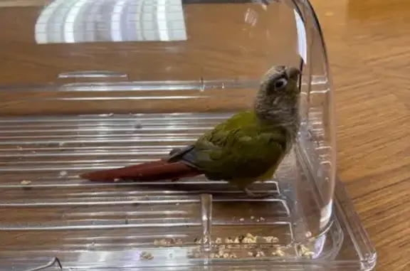 Found bird, Lee Highway, 9900,...